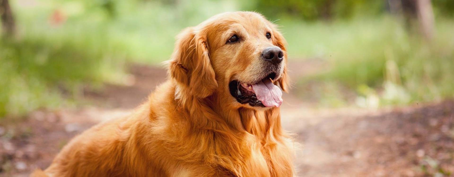 A Dog's Purpose - Qua la zampa!